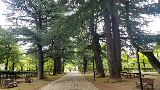Path lined with huge cedar trees at Agatanomori Park