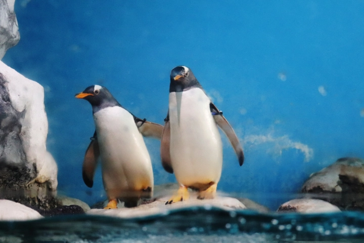 Hakoneen Aquarium