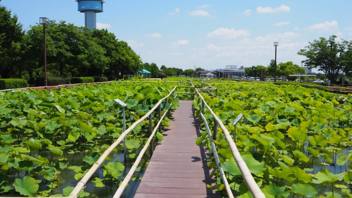 Ancient Lotus Park