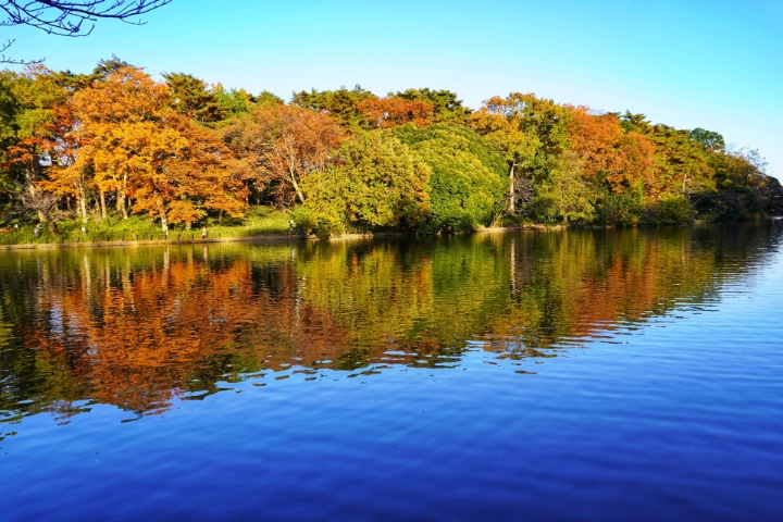 Omiya Park
