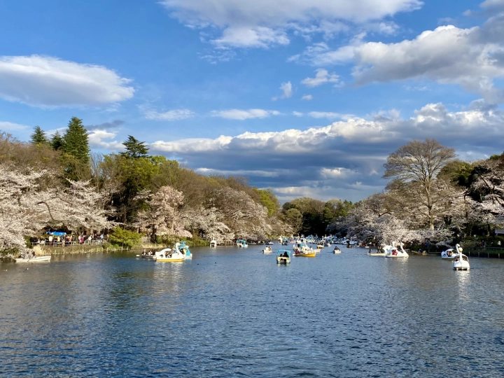 Inokashira Park