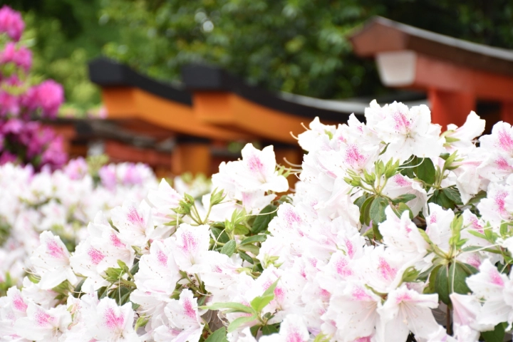 Nezu Shrine